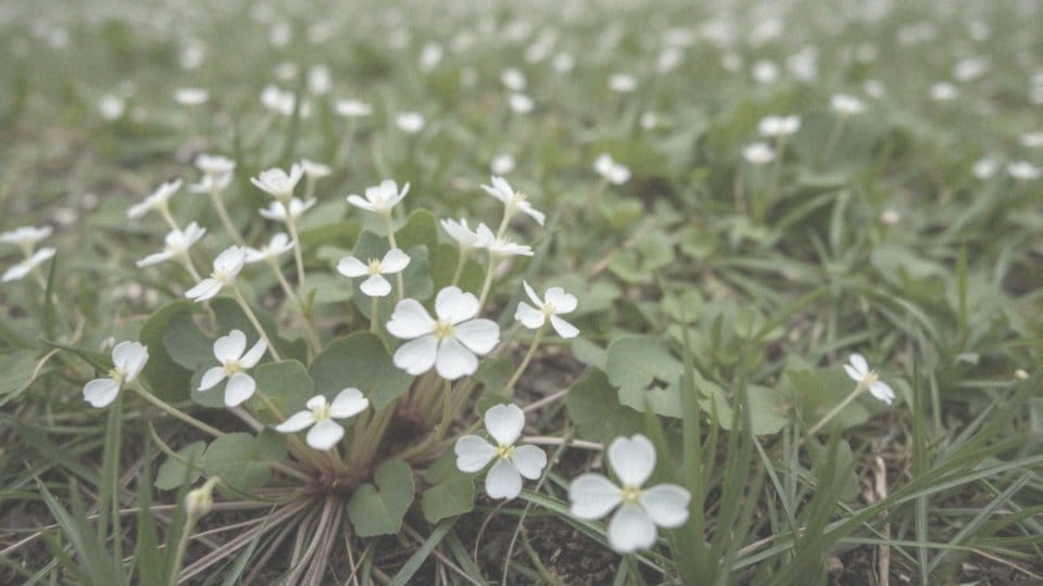Jakie są cechy morfologiczne koniczyny białej?