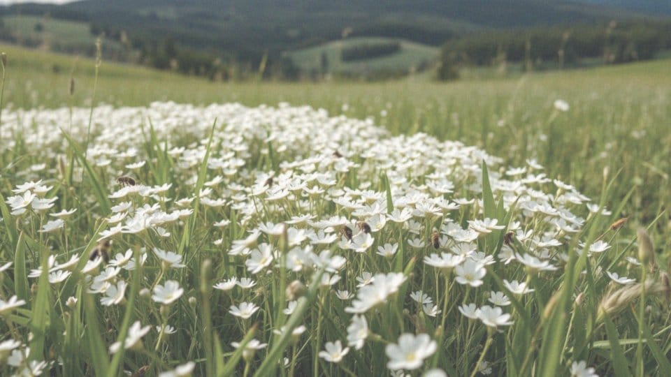 Dlaczego koniczyna biała jest dobra dla pszczół?