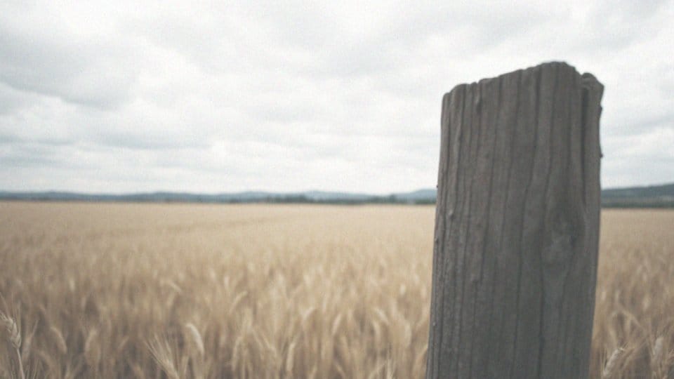 Chłoniak u psa – rokowania, objawy i metody leczenia