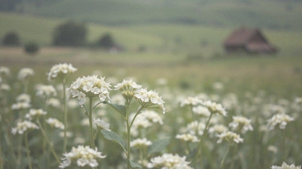 Koniczyna biała – właściwości lecznicze i zastosowanie w ziołolecznictwie
